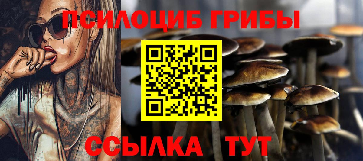 Галлюциногенные грибы Psilocybe Урай